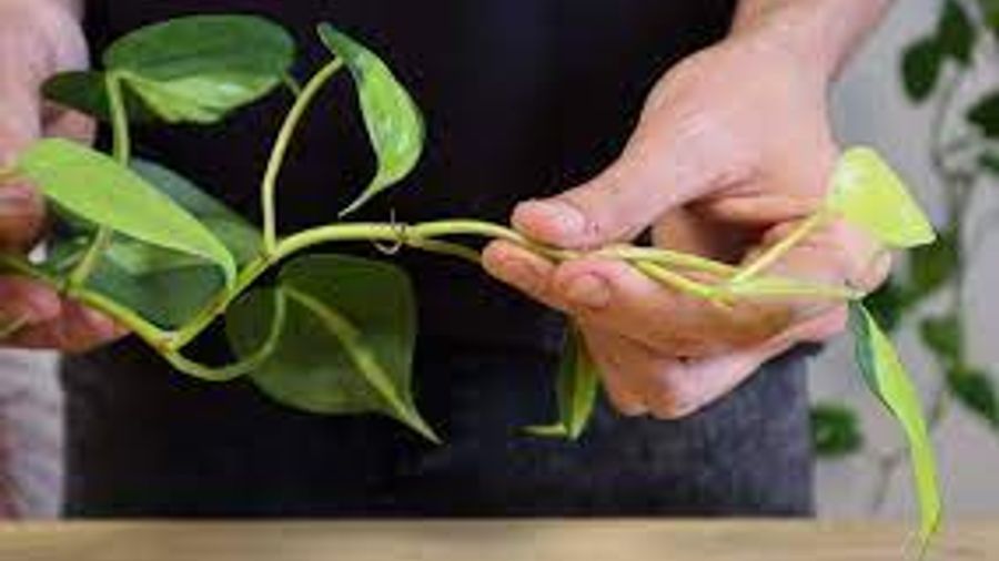 🪴 Le bouturage facile du Philodendron Scandens - L'ultime guide en 10 étapes !