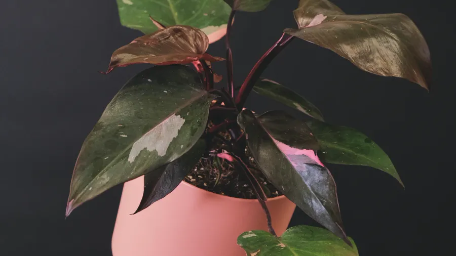 Philodendron Hederaceum: Le Guide Ultime pour Cultiver et Entretenir cette Plante d'Intérieur 🌿