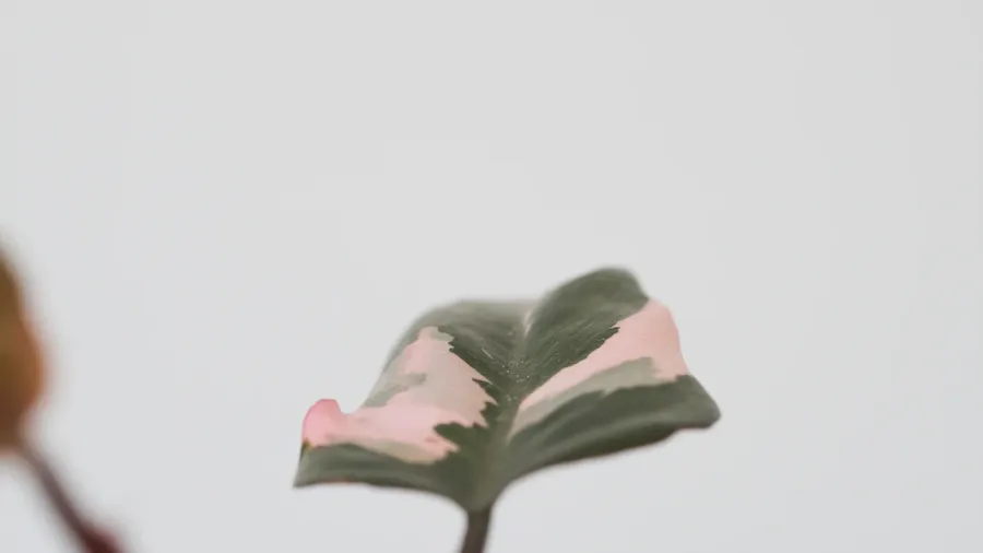 🪴 L'exposition parfaite pour votre Philodendron Pink Princess - Les secrets d'une plante colorée!