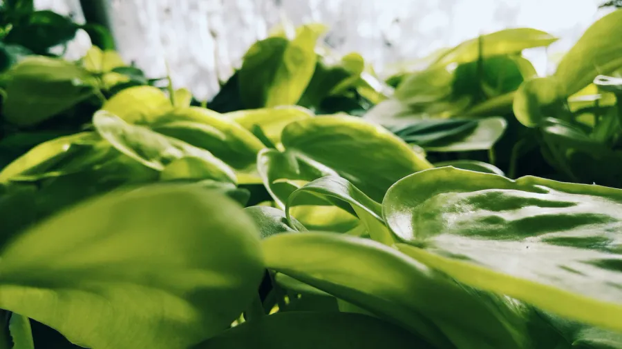 Vous rêvez d'un philodendron au feuillage sublime? Découvrez tous les secrets d'une luminosité optimale pour votre plante préférée!