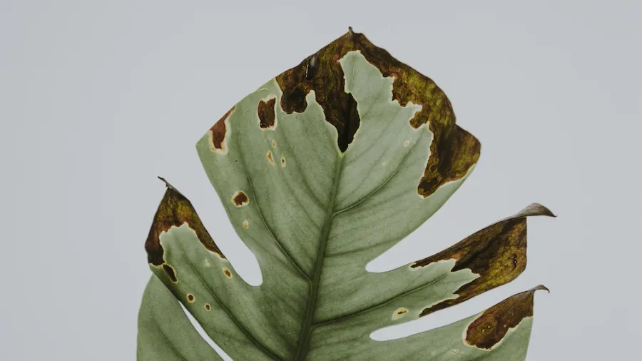 Votre monstera a des feuilles qui jaunissent ou des taches suspectes? Découvrez dans ce guide complet les principales maladies et parasites du monstera, leurs symptômes, causes et solutions naturelles pour le soigner.