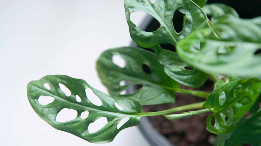 Découvrez les meilleures pratiques d'arrosage pour votre Monstera Adansonii. Apprenez à répondre aux besoins en eau de cette plante populaire et obtenez des conseils pour favoriser sa croissance saine et luxuriante.