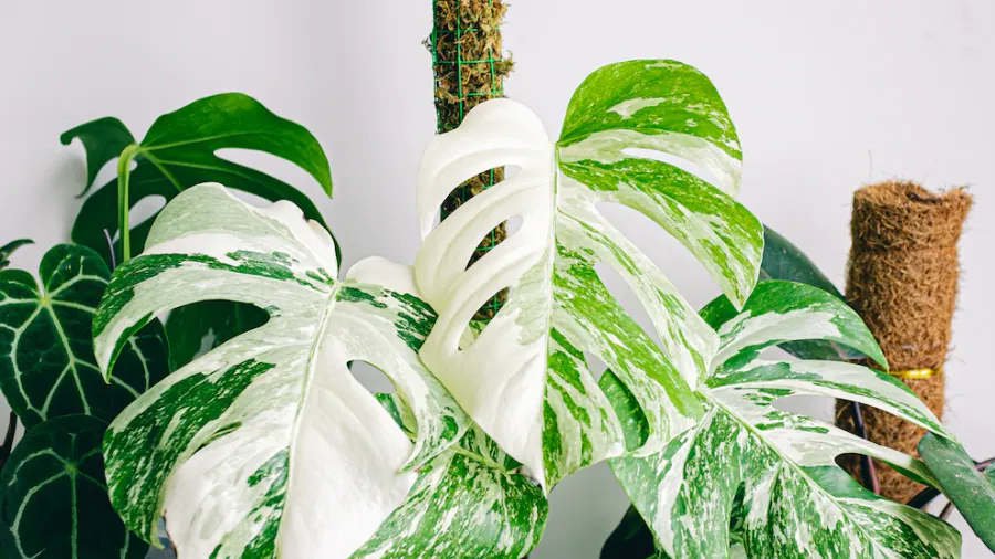Découvrez tout sur la Monstera Albo Borsigiana, une plante exquise aux feuilles panachées blanches. Apprenez à la cultiver, soigner et sublimer votre intérieur avec cette beauté végétale rare.