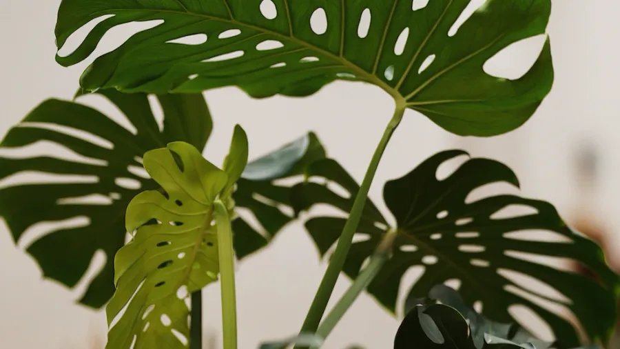 Guide complet pour l'entretien du Monstera Deliciosa : conseils passionnés pour une plante tropicale florissante !