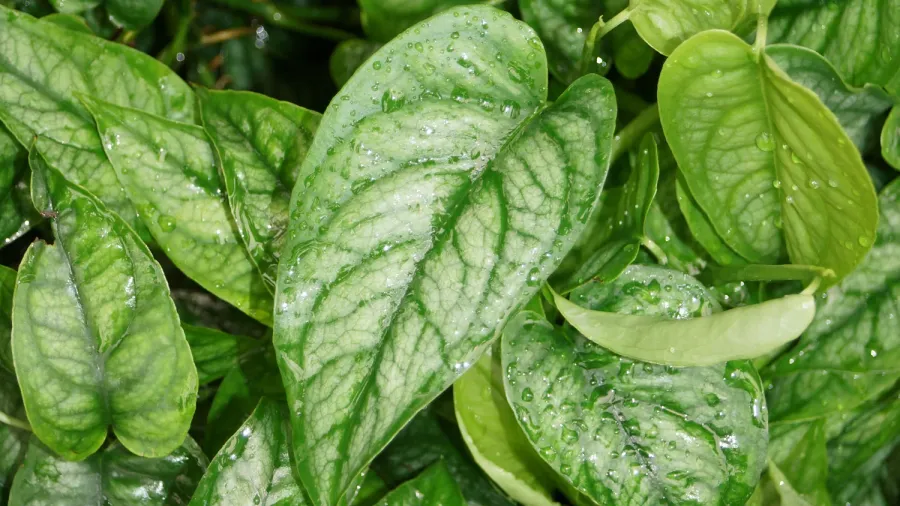 Explorez la variété Monstera Siltepecana avec notre guide complet. Découvrez ses feuilles argentées scintillantes, ses besoins d'entretien spécifiques et comment la cultiver avec succès chez vous. Ne manquez pas cette magnifique plante d'intérieur !
