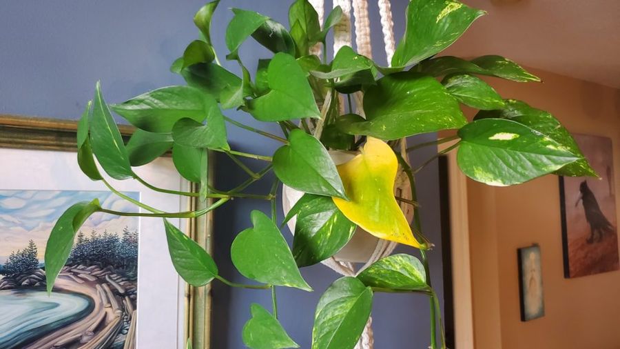 Feuilles jaunes sur mon Philodendron : les causes et comment y remédier