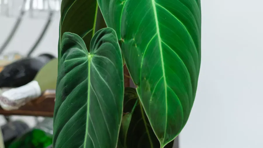 Découvrez dans cet article ultime tout ce qu'il faut savoir sur le Philodendron Melanochrysum : origine, caractéristiques, entretien optimal, conseils pour bien le cultiver. Un incontournable pour les passionnés !