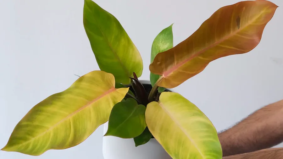 Tout sur l'entretien du philodendron Prince of Orange 🧡 Nos experts passionnés vous dévoilent tous leurs conseils pour cultiver cette plante tropicale aux magnifiques feuilles colorées !