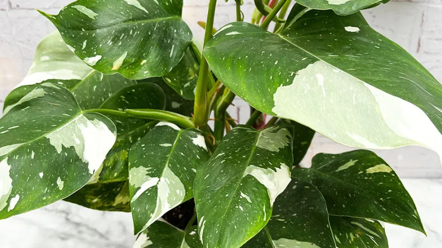 Philodendron White Princess : Tout ce qu'il faut savoir pour cultiver cette plante d'intérieur tendance 🌱