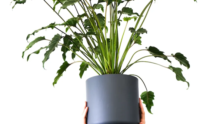 Le philodendron xanadu est une plante d'intérieur au feuillage graphique facile à cultiver. Découvrez dans cet article nos 8 conseils pour bien l'entretenir : arrosage, lumière, engrais, taille, etc.