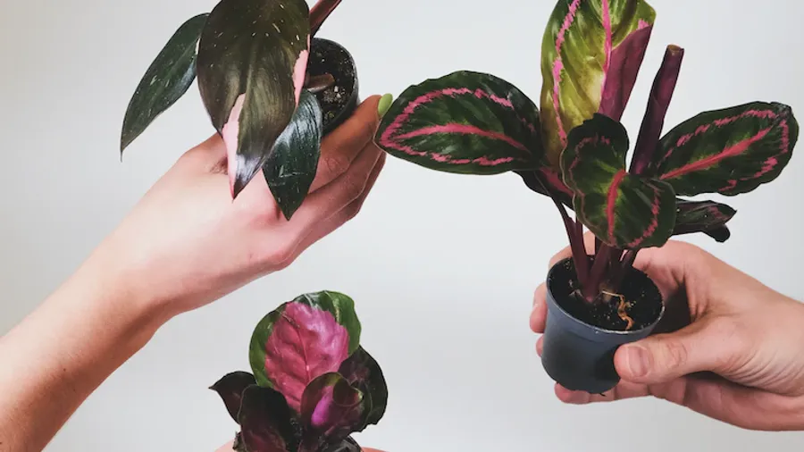 Découvrez dans cet article les 10 variétés de Philodendron les plus tendances du moment pour décorer votre intérieur. Tout ce qu'il faut savoir sur ces plantes à feuillage persistant ou semi-persistant.
